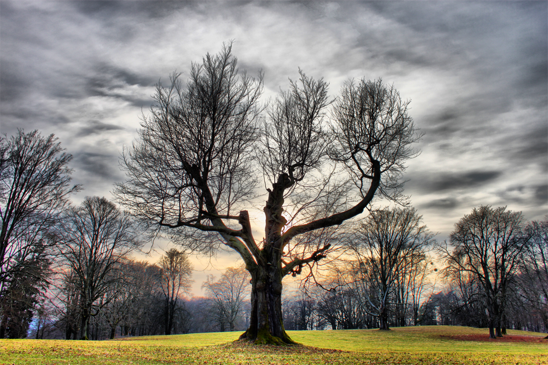 tree_of_dreams_vi_by_khaosprinz-d4t5spt.