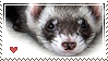 http://orig07.deviantart.net/26d6/f/2007/212/b/b/ferret_love_by_animal_stamp.gif