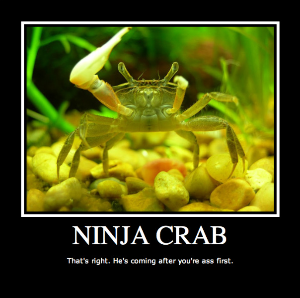 [Image: ninja_crab_by_calling_all_angelz-d37ni2r.jpg]