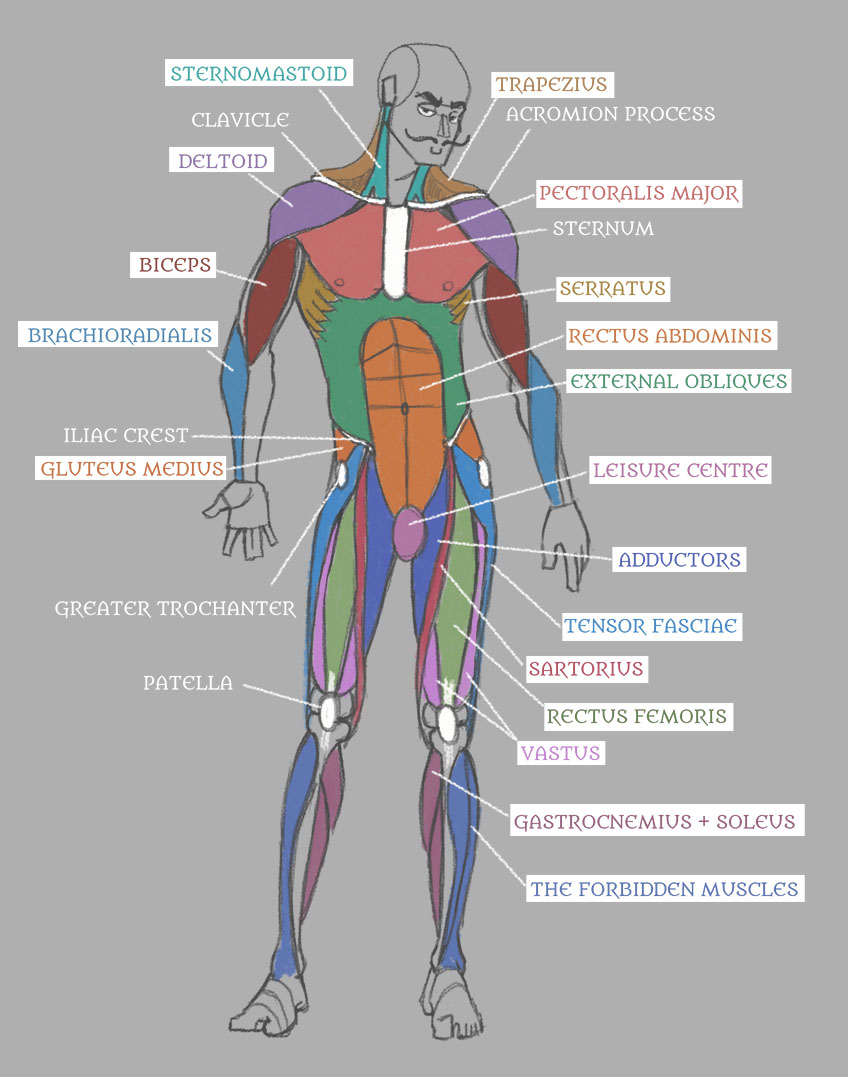 All Muscles In The Body Labelled You Want To Learn About What