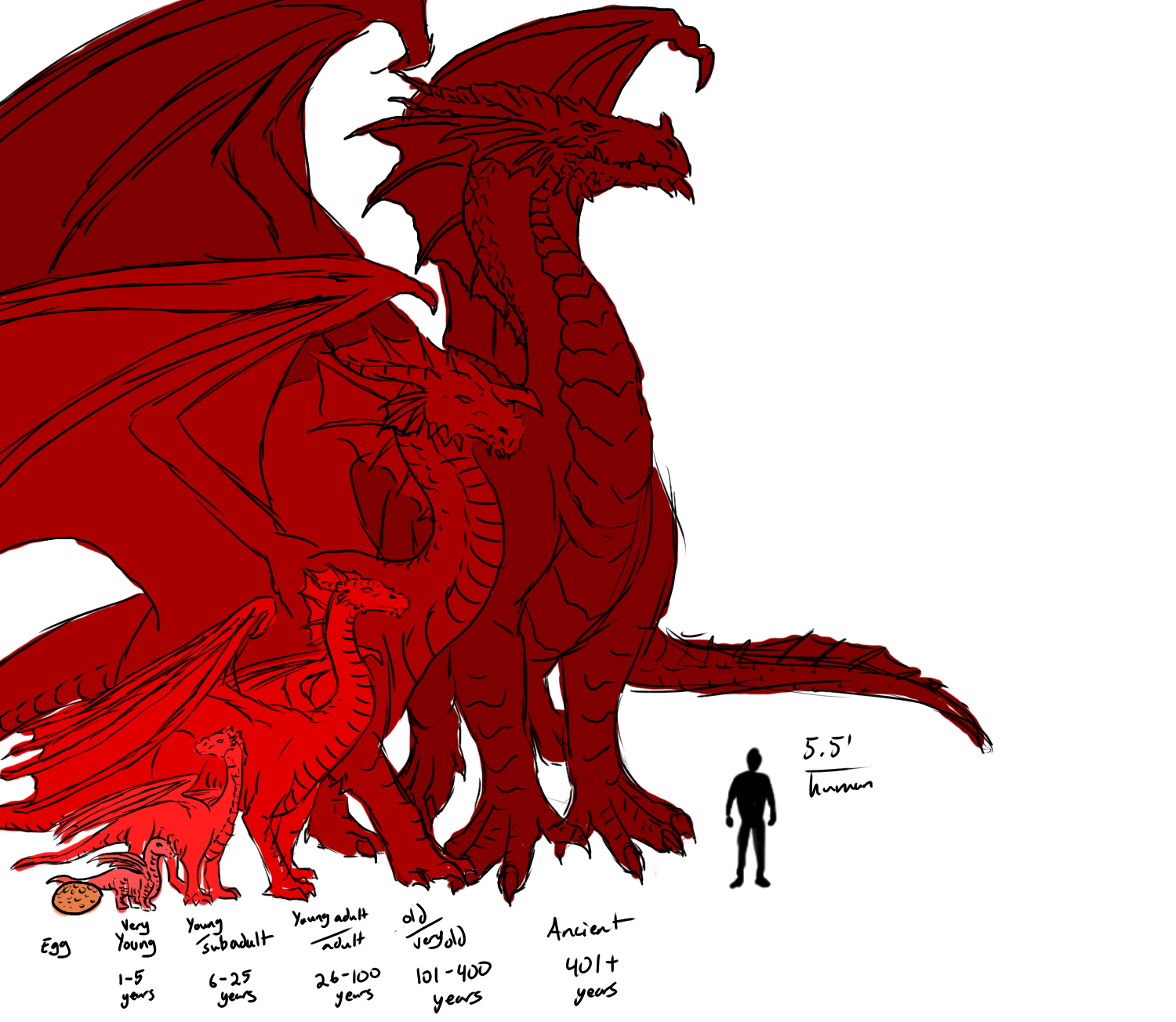Dungeons n Dragons: Dragon Size chart by LadyAdriela on DeviantArt