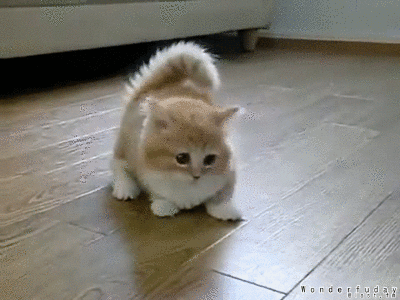 [Image: fluffy_confused_kitten_gif_3_by_wonderfuday-d51jxyi.gif]
