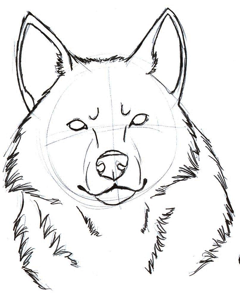 Wolf Head Sketch 1 by sparkpaw on DeviantArt