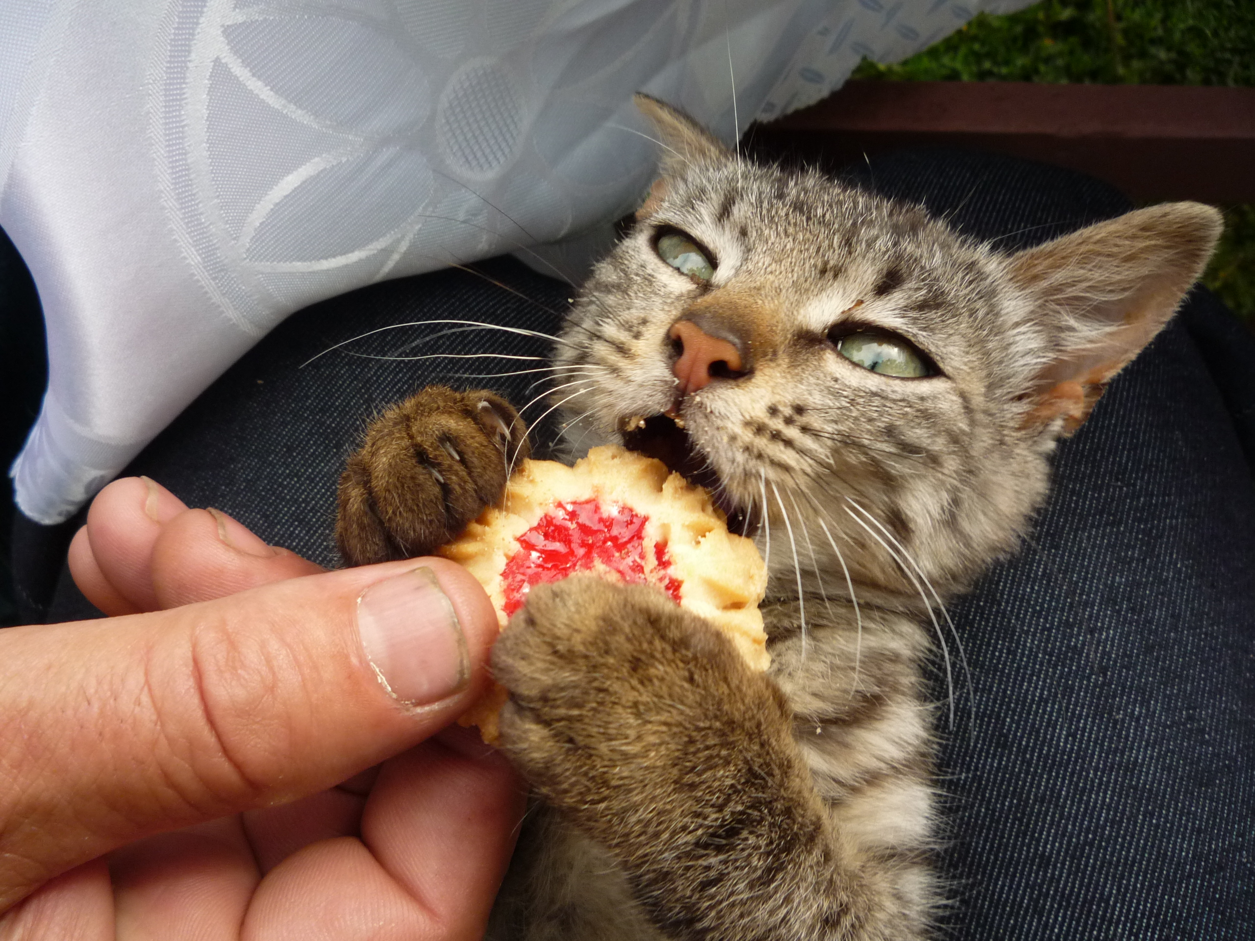 Image result for cat eating cookie