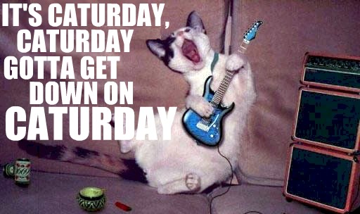 Image result for it's caturday