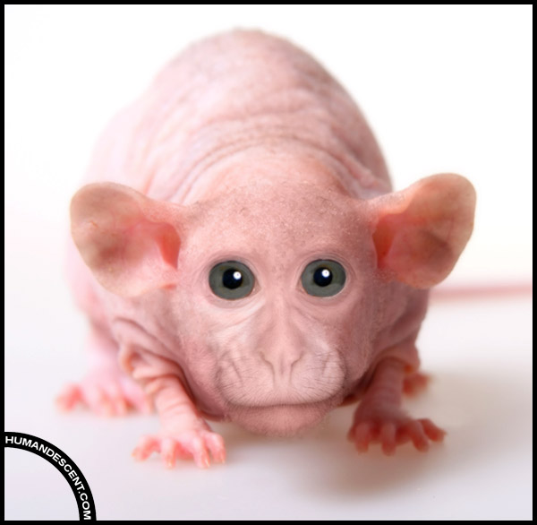 hairless_harry_by_humandescent.jpg