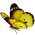 Butterfly icon.15