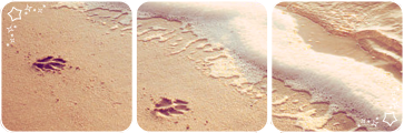 pawprints_on_the_sand_deco_divider_by_ma