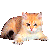 orange kitten icon