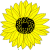 Sunflower3