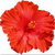 Icon - Red Hibiscus