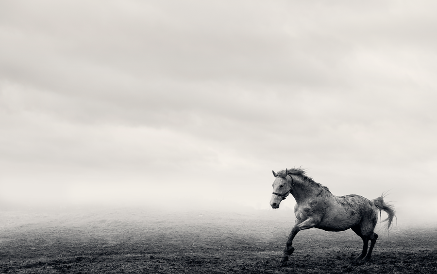 Horse by Bernhardina